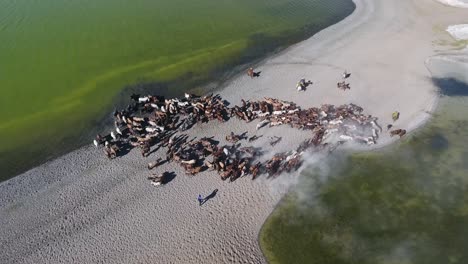 Aerial-drone-shot-zoom-out-herd-of-horses-close-to-a-lake-in-Mongolia